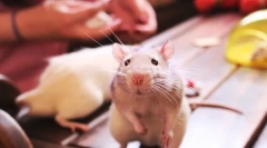 Як вибрати пацюк, який потрібно знати при покупці гризунів